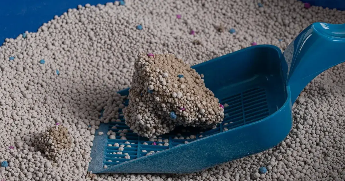 A close view of plain clumping clay litter freshly poured into an empty box