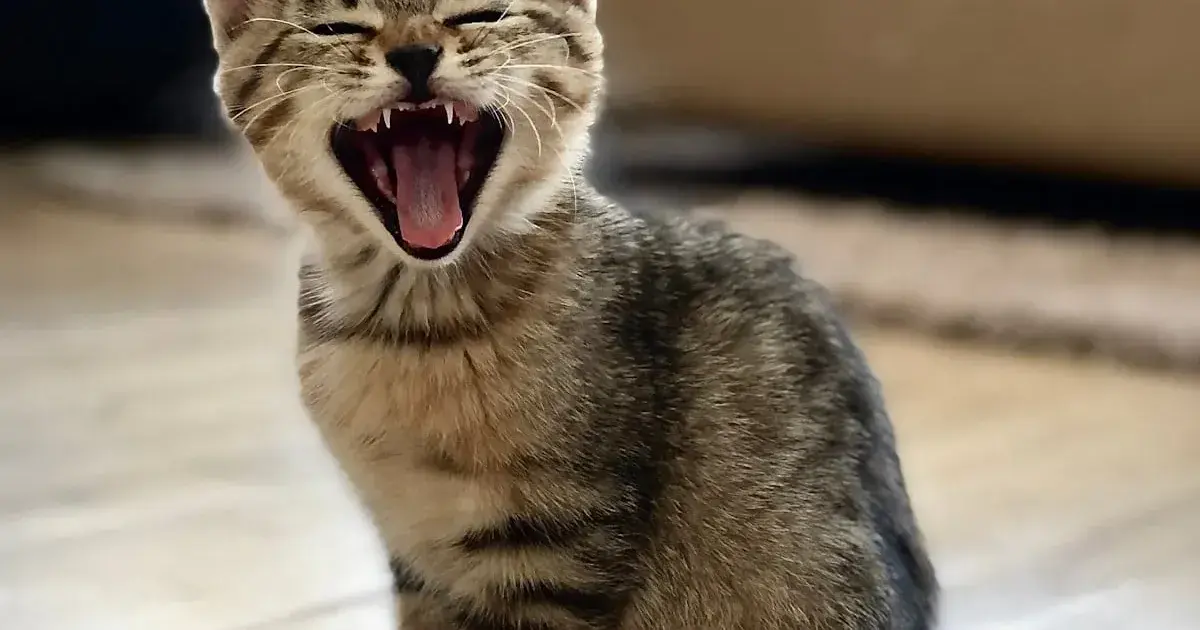 Several cats sharing a home with more than one litter box in view